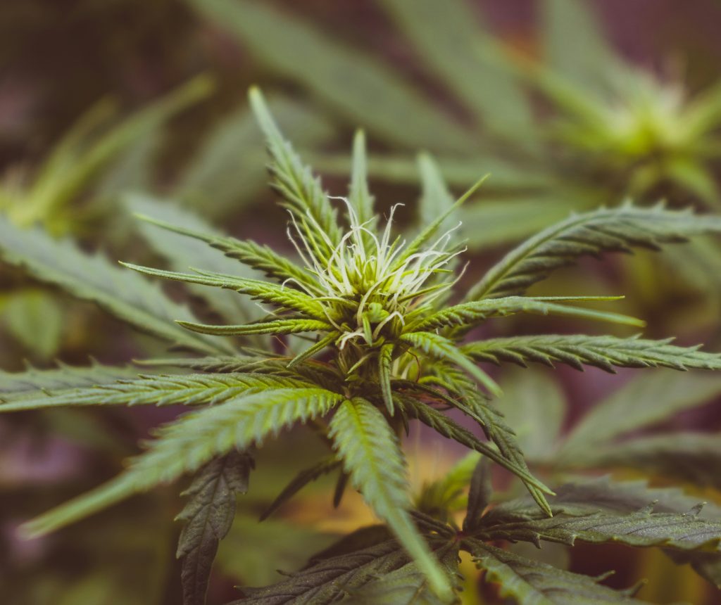CBD Buds